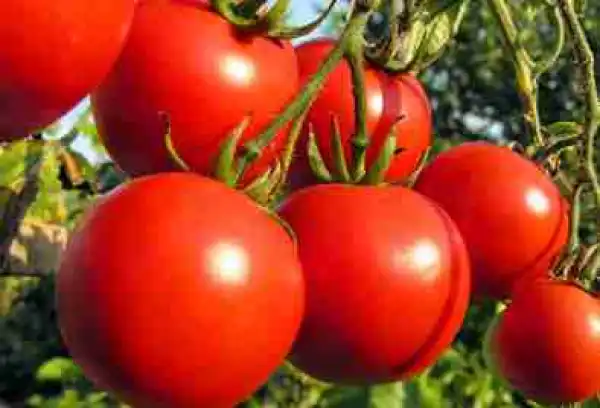 See 7 Juicy Reasons To Eat Tomatoes Today
